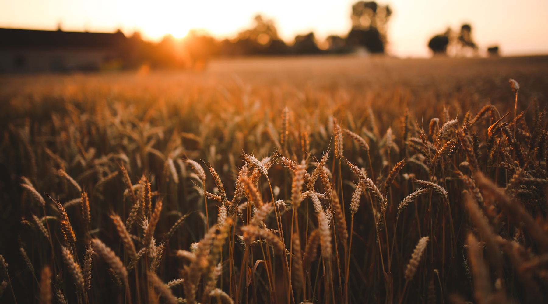 Glyphosate Free Flour & Berries: Should You Make The Switch?