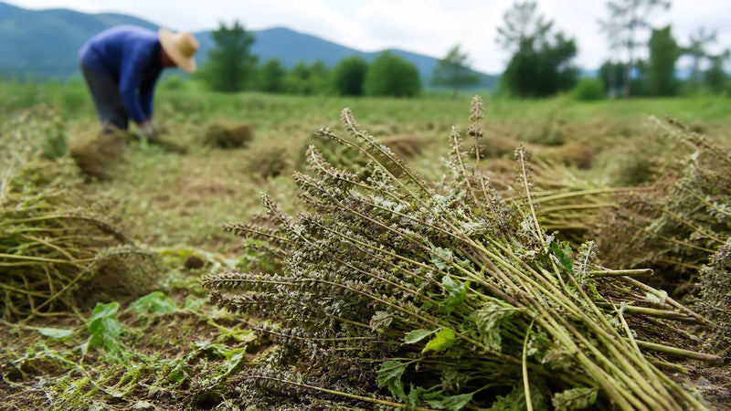 Flax vs Chia Seeds Nutrition: Which Superseed Wins?