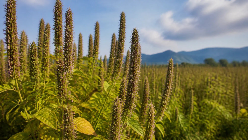 Understanding 40g Chia Seeds Calories and Nutrition