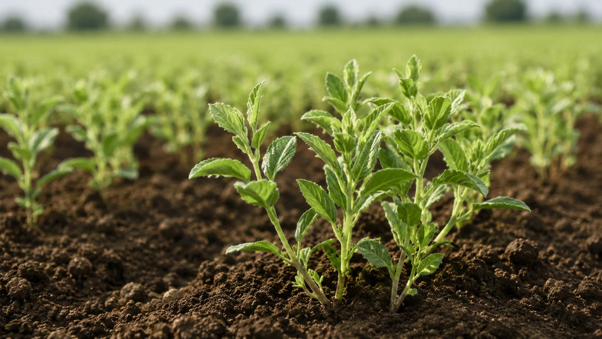Chickpeas Benefits For Male Fertility