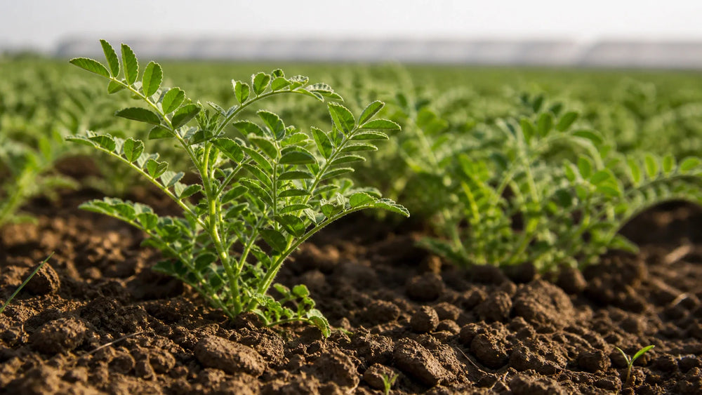 Understanding 240g Chickpeas Calories