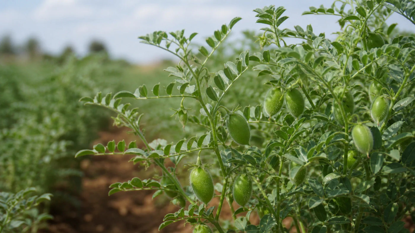 Calories in 200g Cooked Chickpeas: A Nutrition Guide