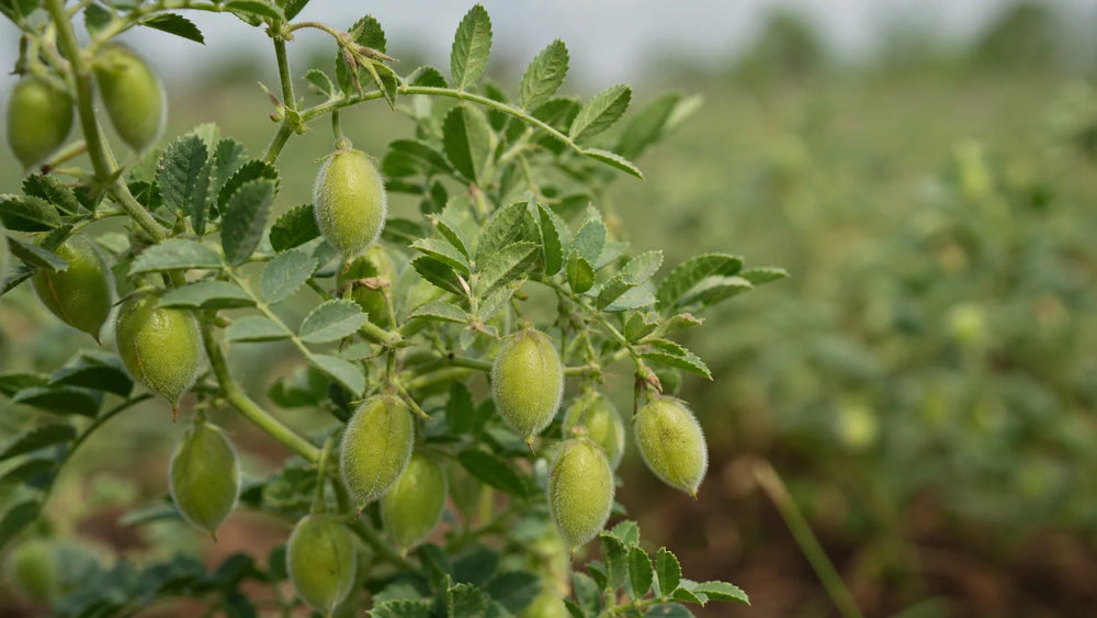 Can Dried Chickpeas Go Bad? Your Pantry Survival Guide