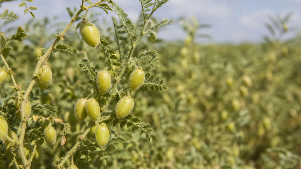 Understanding 50 Gm Chickpeas Calories and Nutrition
