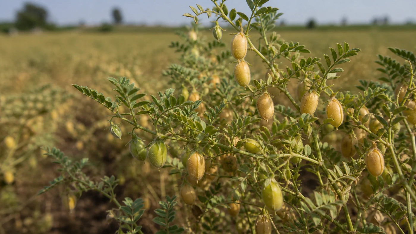 Do Chickpeas Provide Protein? A Practical Guide