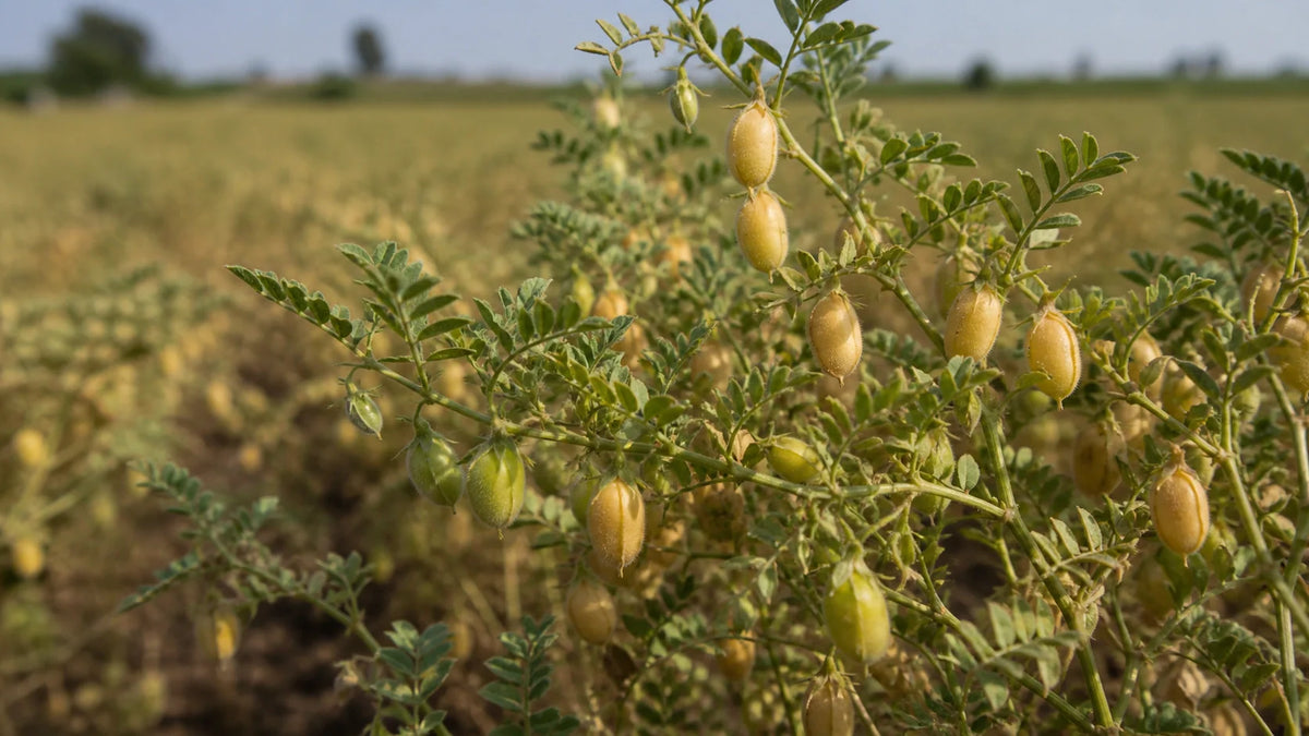8 Powerful Benefits of Eating Boiled Chickpeas