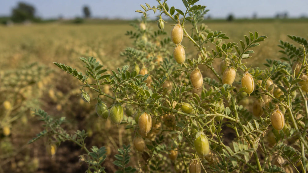400g Chickpeas Calories: A Practical Pantry Guide