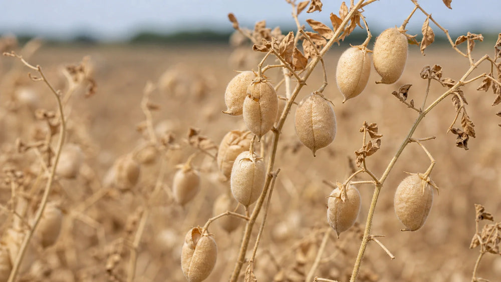 How Many Calories in a Chickpeas: A Practical Guide
