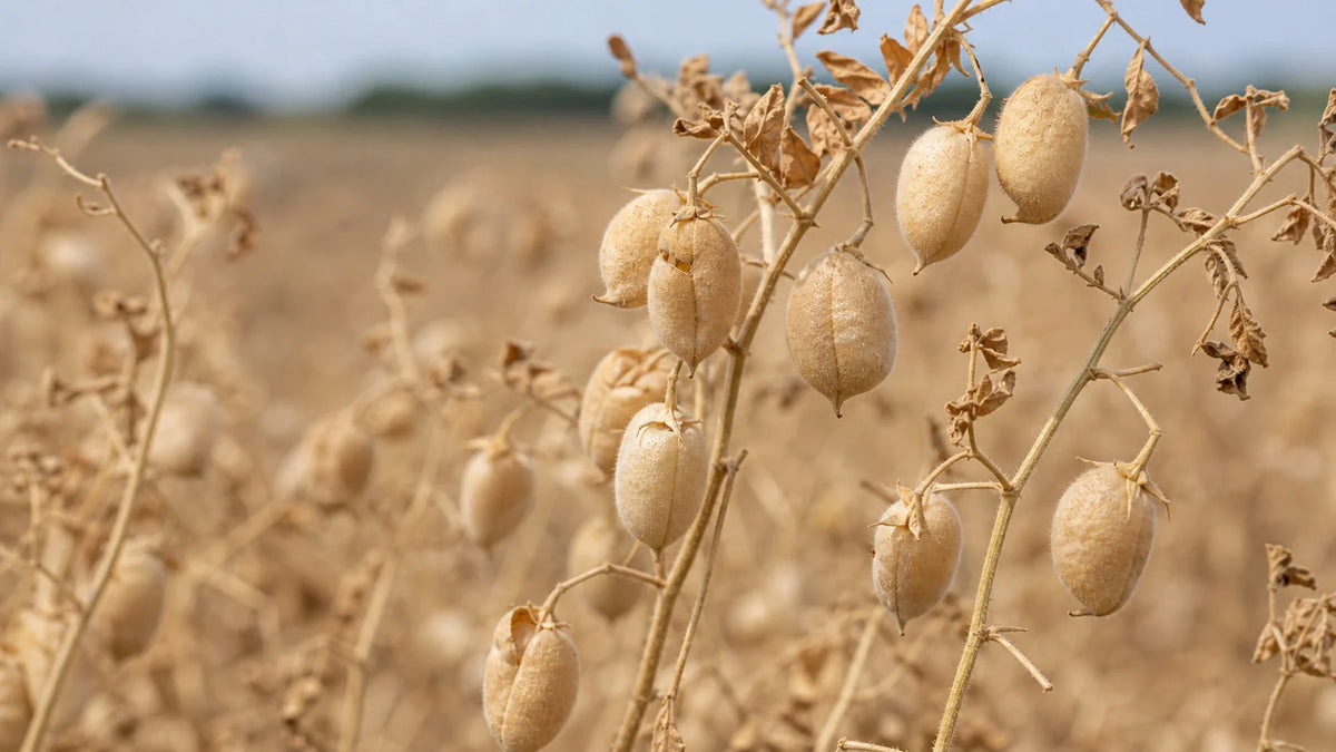 What Can I Do With Dried Chickpeas
