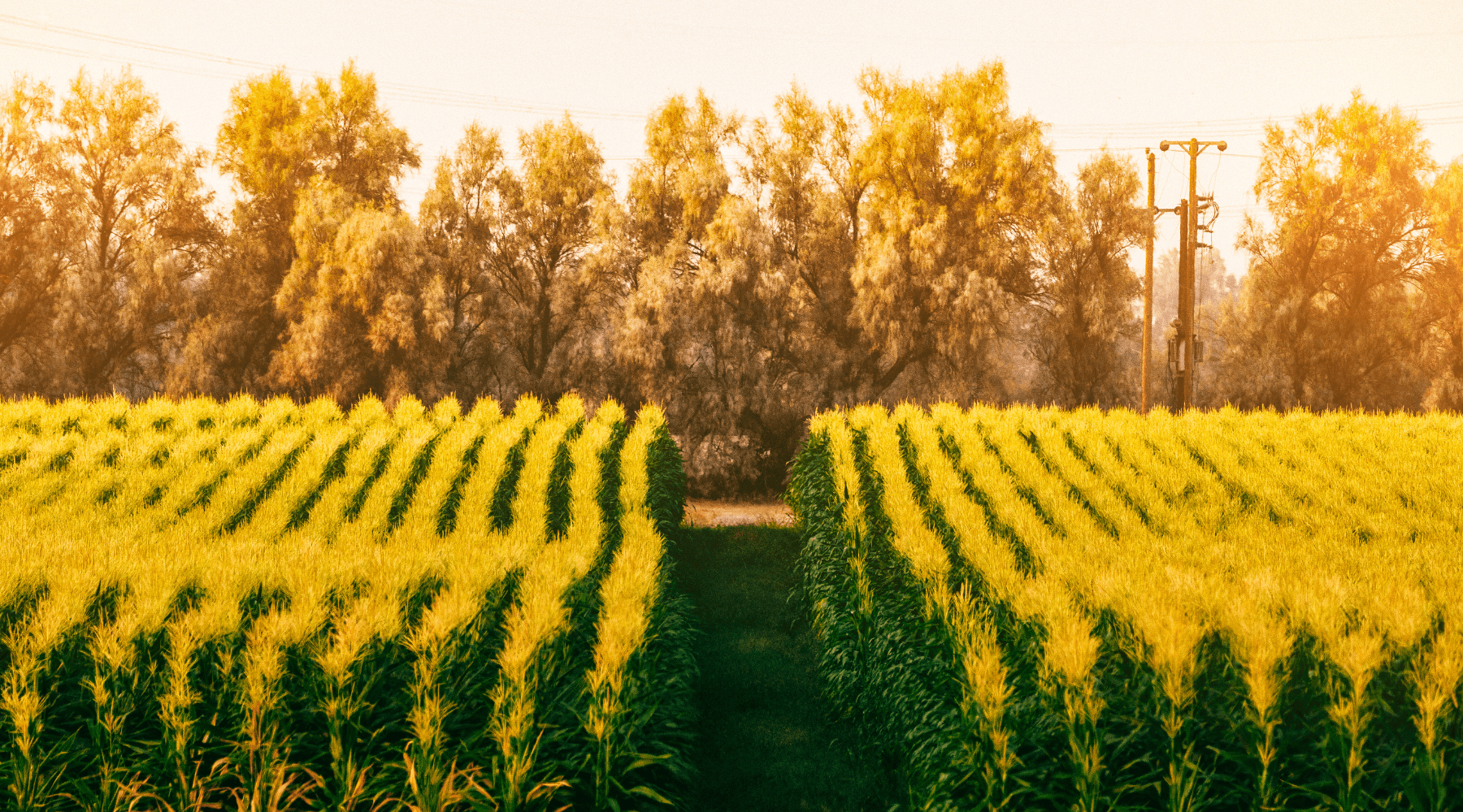 How Local Sourcing Means Fresher, Better, and Fair-Priced Food