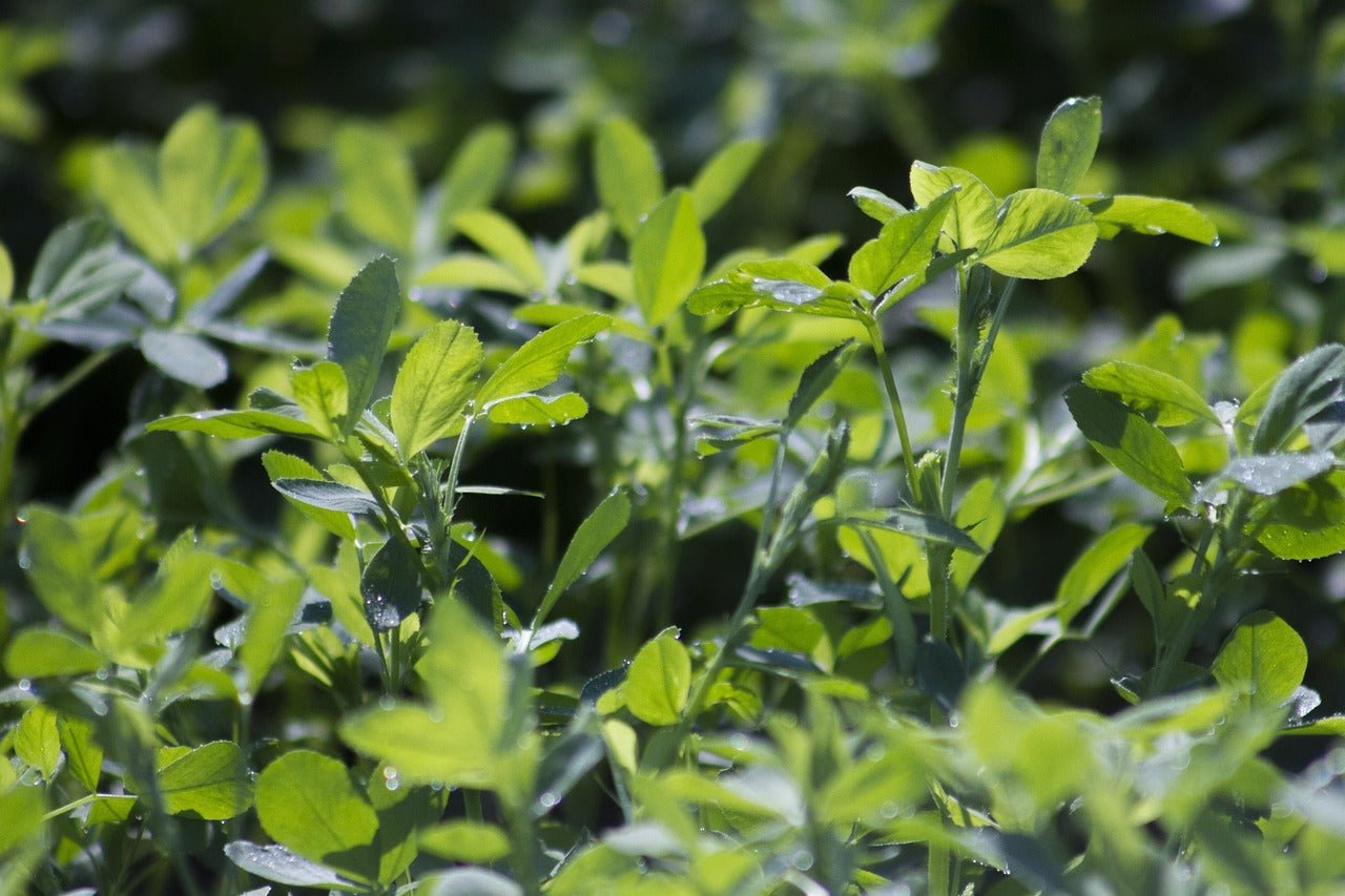 Alfalfa Leaf Powder, Herbs - Country Life Natural Foods
