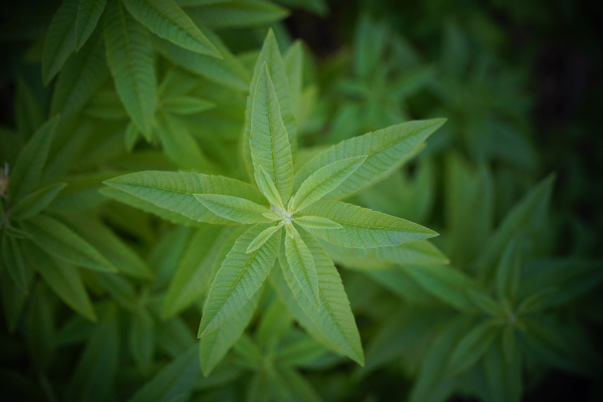 Lemon Verbena, Cut, Sifted, Herbs - Country Life Natural Foods