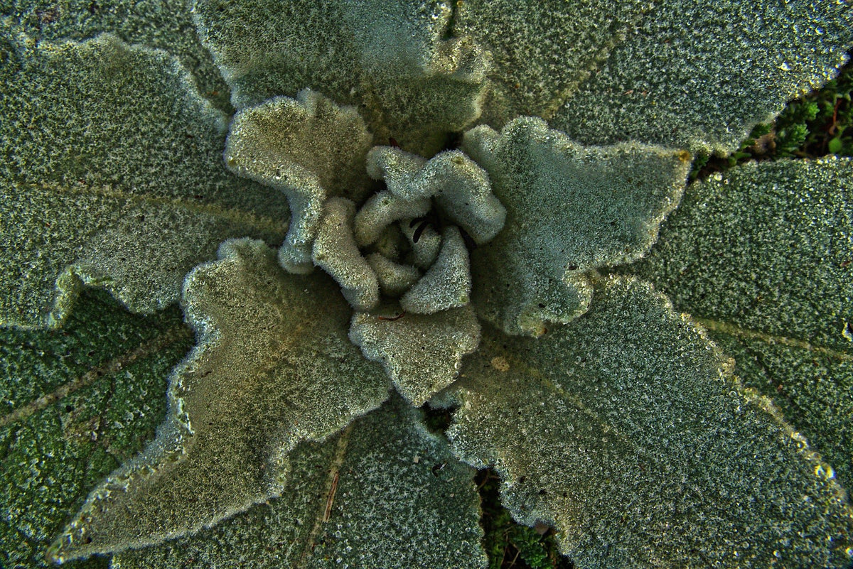 Mullein Leaf, Cut, Sifted, Herbs - Country Life Natural Foods