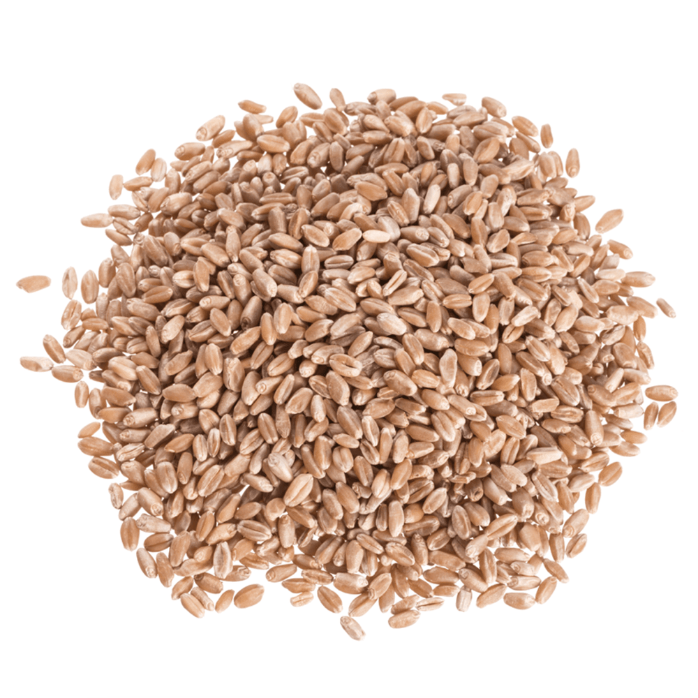 
                  
                    Wheat Berries, Hard Red, Spring Wheat - Country Life Natural Foods
                  
                