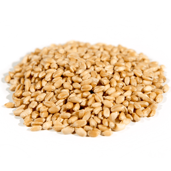 Wheat Berries, Hard White, Organic, Grains - Country Life Natural Foods