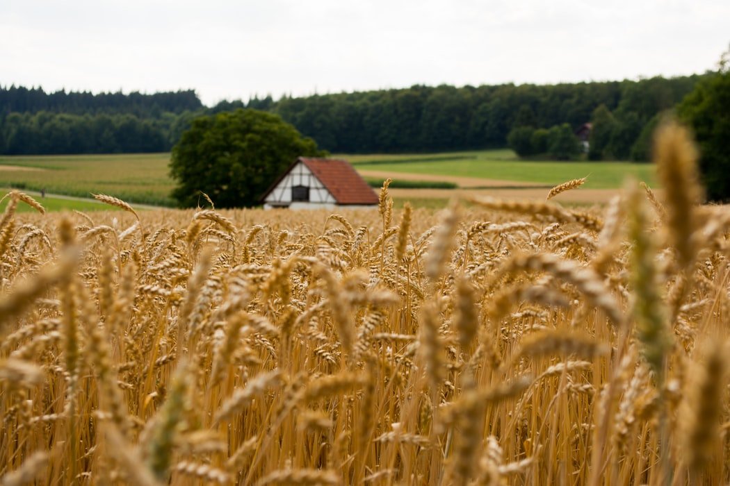 Mill Your Own Flour - Organic Grain Starter Kit, Bundles - Country Life Natural Foods