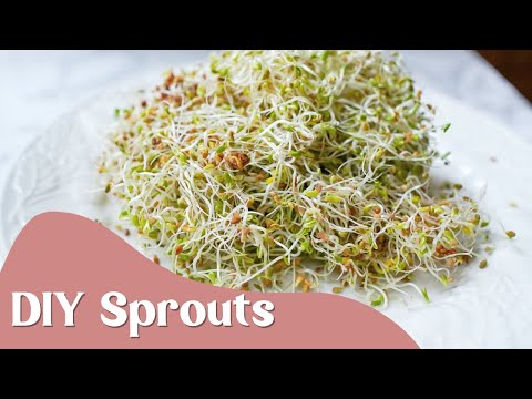 Load and play video in Gallery viewer, Broccoli Seed, Organic