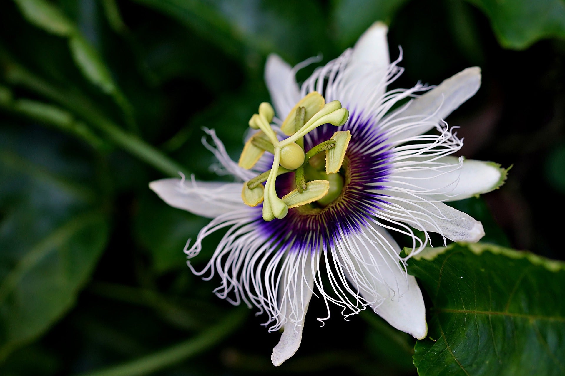 Passion Flower, Cut, Sifted, Herbs - Country Life Natural Foods