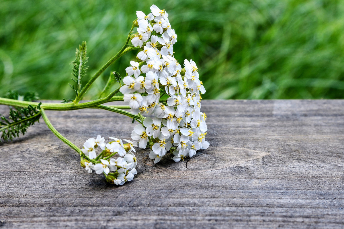 Yarrow Flowers, Cut, Sifted, Herbs - Country Life Natural Foods