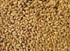Organic grains and legumes in bulk